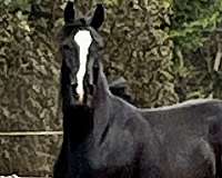 blaze-socks-horse