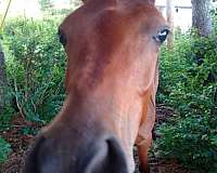 good-deal-arabian-horse