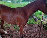 over-the-fence-arabian-horse