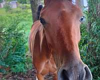 shorter-arabian-horse
