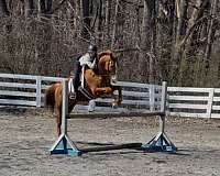 athletic-thoroughbred-horse