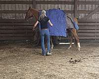 barrel-racing-thoroughbred-horse