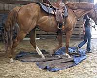 equitation-thoroughbred-horse