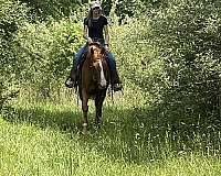 barrel-thoroughbred-horse