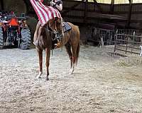 eventing-thoroughbred-horse
