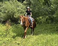 meter-jumper-thoroughbred-horse