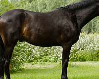 dressage-belgian-oldenburg-horse