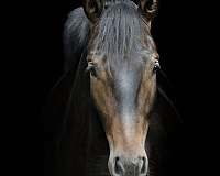 sport-belgian-oldenburg-horse