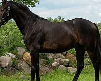 hunter-belgian-oldenburg-horse
