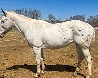 classical-appaloosa-pony