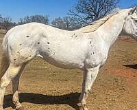 mounted-patrol-appaloosa-pony