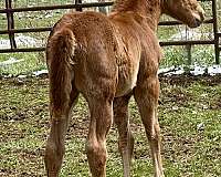 boston-mac-filly
