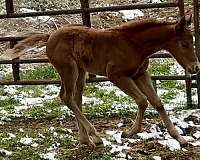 docs-solano-horse