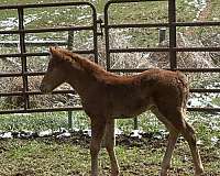 painted-jewel-filly