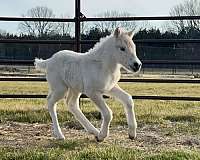 nfhr-fjord-colt