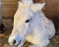 and-temperament-fjord-horse