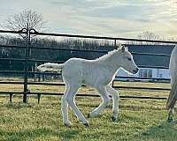 approved-fjord-horse