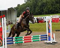 halter-pony-thoroughbred-horse