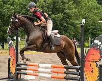 jumper-pony-thoroughbred-horse