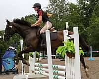 kid-safe-pony-thoroughbred-horse