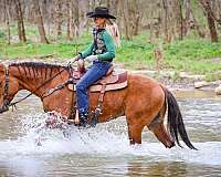 all-around-quarter-horse