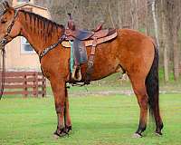 athletic-quarter-horse