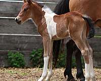 all-around-natural-horsemanship-training-chincoteague-pony