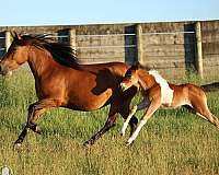 foal-chincoteague-pony