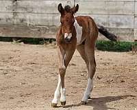 and-temperament-chincoteague-pony