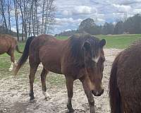 companion-quarter-pony