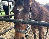 trail-quarter-pony