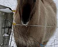 12-hand-icelandic-colt