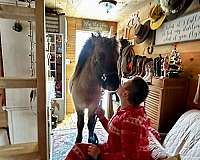 beautiful-mover-icelandic-horse
