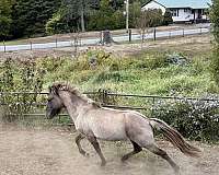 creek-icelandic-horse