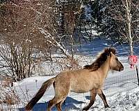 dun-colt-icelandic-horse