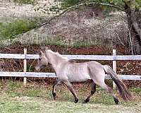dun-solid-horse