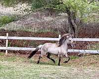 all-around-dun-factor-icelandic-horse