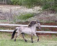 dun-icelandic-colt
