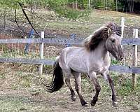 dun-all-around-factor-horse