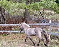 all-around-dun-factor-colt