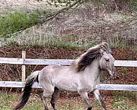 all-around-dun-factor-horse