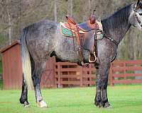 all-around-percheron-horse