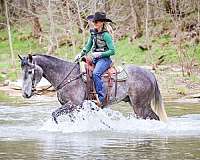 athletic-percheron-horse