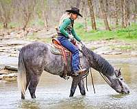 drill-team-percheron-horse