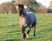 champion-draft-drum-horse