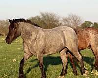cross-draft-drum-horse