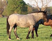 ranch-draft-drum-horse