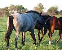 ranch-work-draft-drum-horse