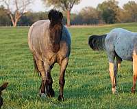 show-draft-drum-horse