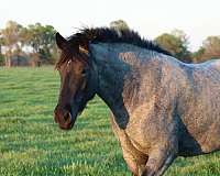 blue-roan-roan-draft-drum-filly-mare